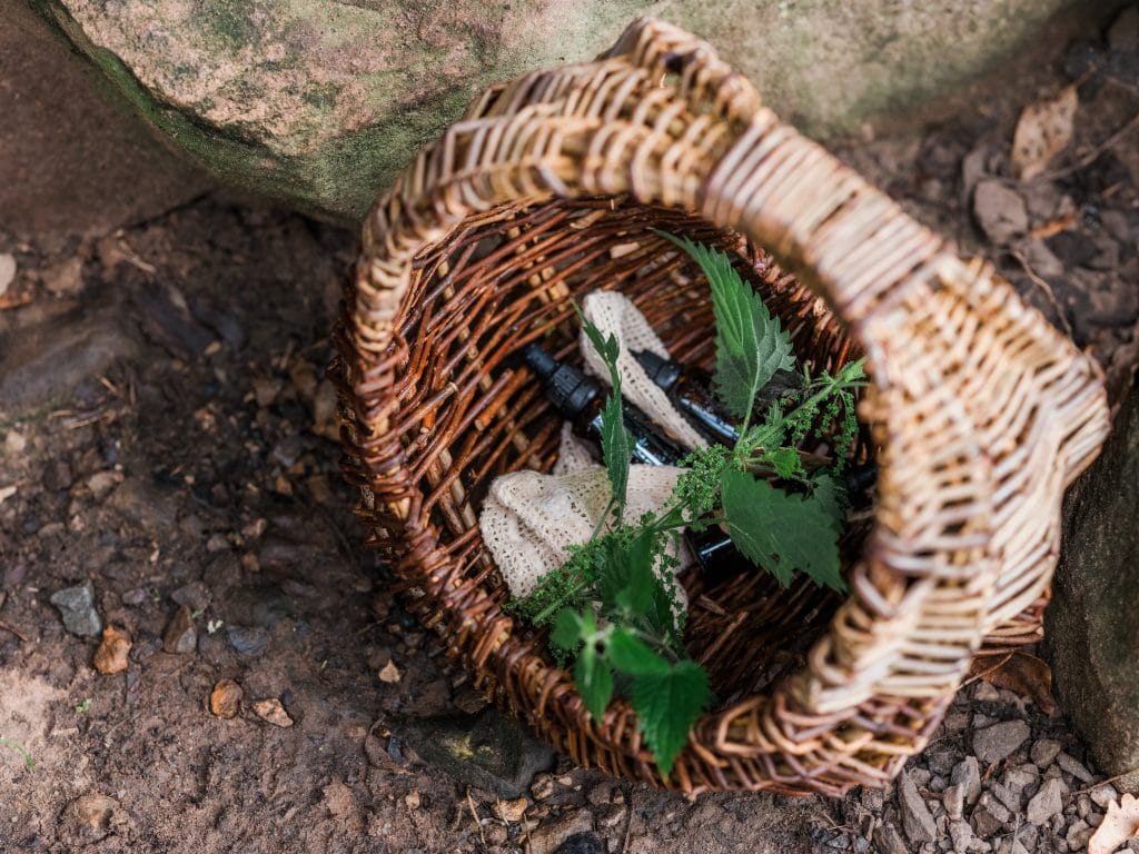 A wicker foraging basket of freshly picked nettles resting on a mossy woodland rock