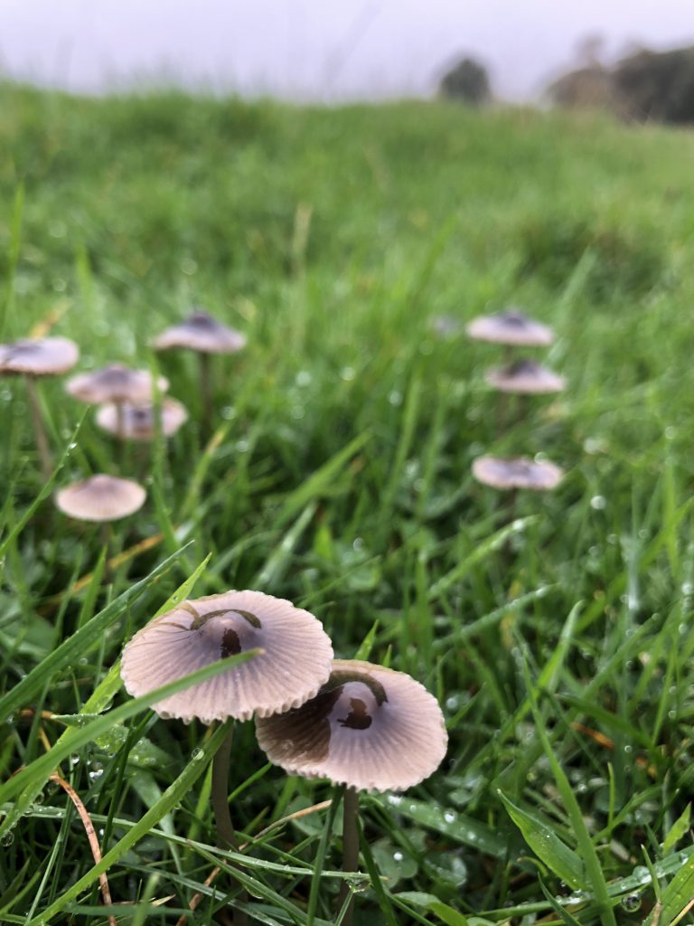 A Mushroom Mystery and A Rainy Adventure