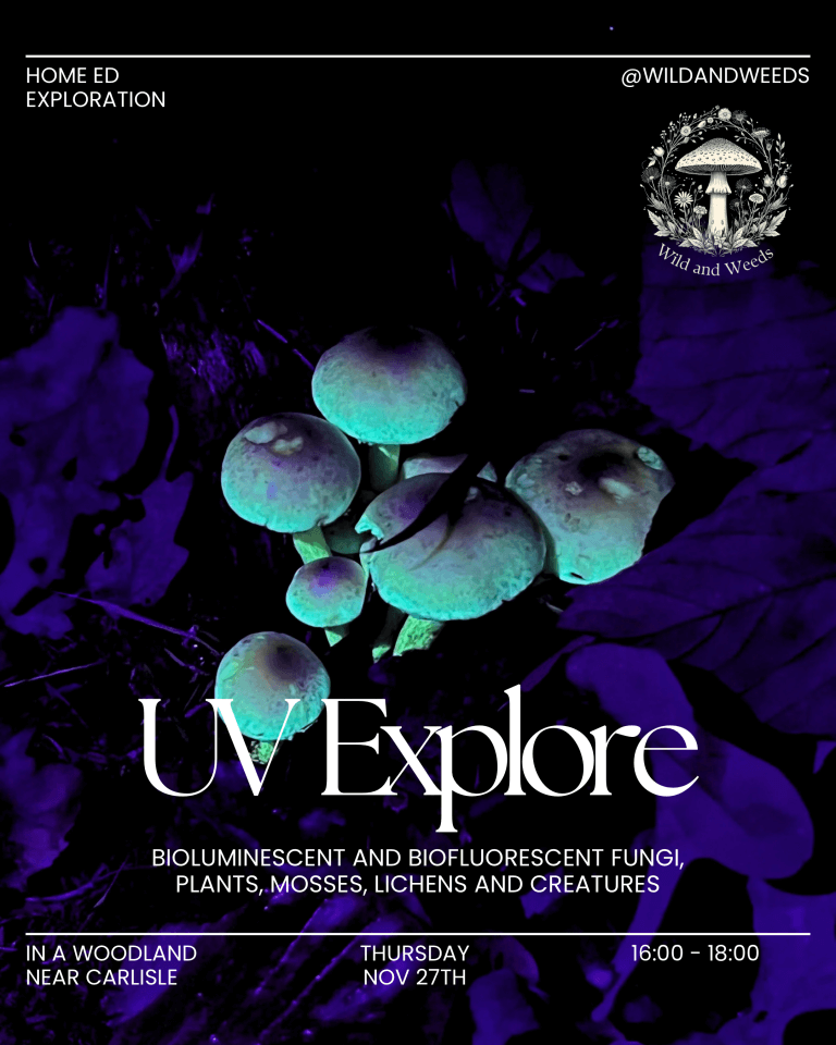 UV Exploration: Discover Hidden Nature After Dark – Winter Special