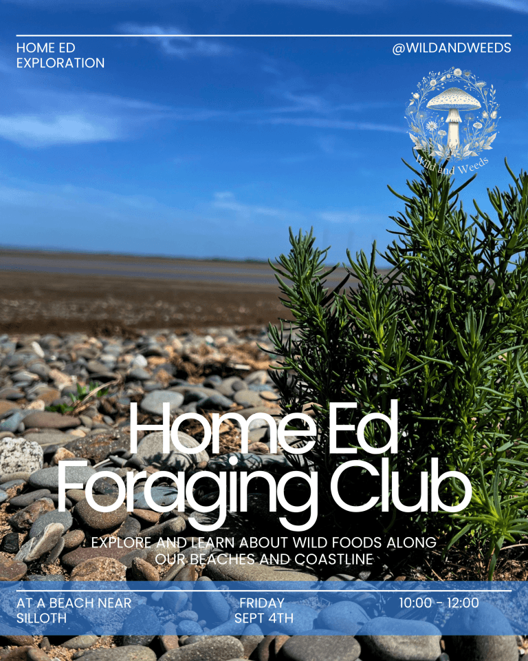 🌿 Coastal Home Ed Foraging Club: Wild Food on the Solway Shore